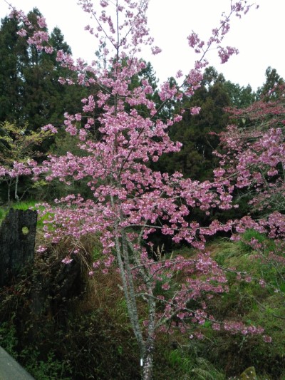 園區櫻花增添粉嫩春天氣息