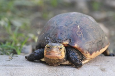 觸口龜類保育園區收容盜獵查緝或棄養的龜類（圖為食蛇龜）