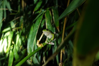 諸羅樹蛙為臺灣特有種蛙類，全世界僅分佈於臺灣雲林、嘉義、臺南平原農地，棲息於竹林、次生林
