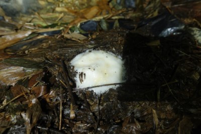 竹林的林下落葉層為諸羅樹蛙產卵的地方-諸羅樹蛙卵泡