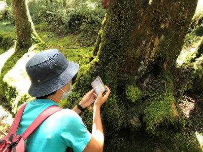 學員發揮公民科學的精神，於阿里山國家森林遊樂區內認真找尋特色物種