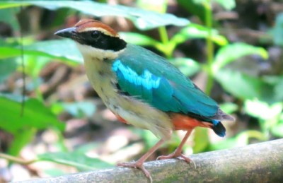 八色鳥是臺灣不普遍的夏候鳥，每年4-5月遠從東南亞來到臺灣繁殖，至同年7-8月返回，主要棲息於低海拔原始闊葉林或次生林。(112.6.5；拍攝者：蘇家弘)