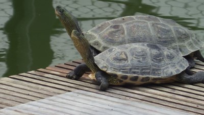 觸口龜類保育教育園區為龜隻展示照養及推展生態保育教育場域(斑龜)
