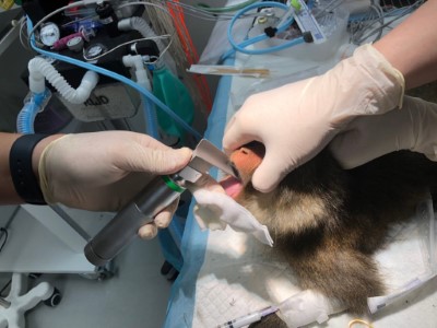捕獲的臺灣獼猴由獸醫師進行採樣，檢測是否帶有人畜共通傳染性病原及蒐集族群監測數據