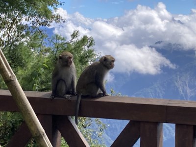 臺灣獼猴近年於阿里山國家森林遊樂區內族群數量有增加之情形，且搶奪遊客商家食物案例上升