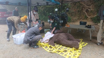獸醫解說臺灣黑熊移動至安全處檢傷與初步處理過程