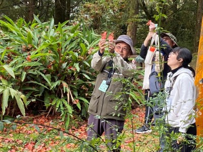 由阿里山生態旅遊協會解說員帶領遊客在楓紅的季節認識阿里山自然生態與人文