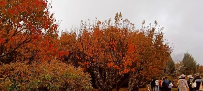 阿里山國家森林遊樂區現已進入楓紅季節