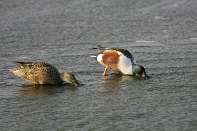 攪動水面濾食的琵嘴鴨
