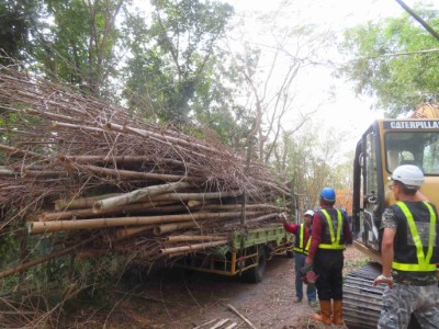 林業保育署嘉義分署目前將轄內莿竹等5種竹材列入FSC驗證產品名單