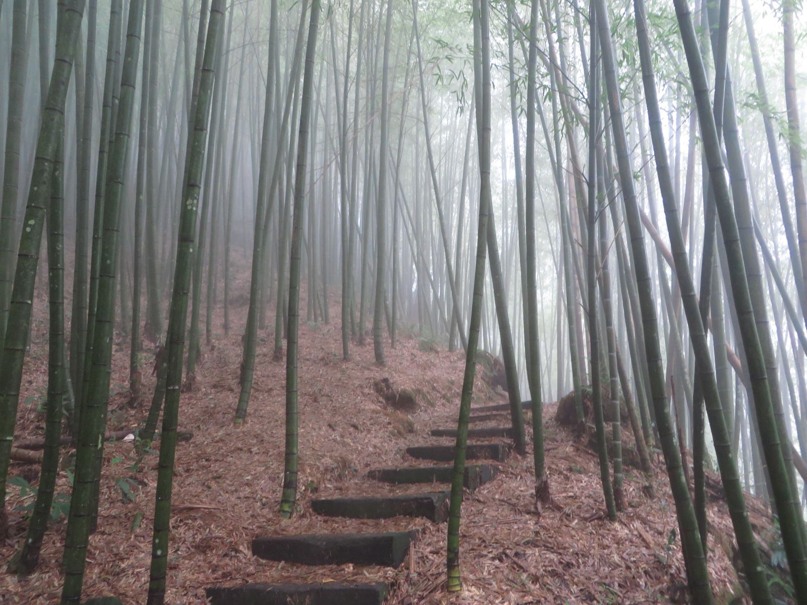 嘉南雲峰步道一隅-竹林