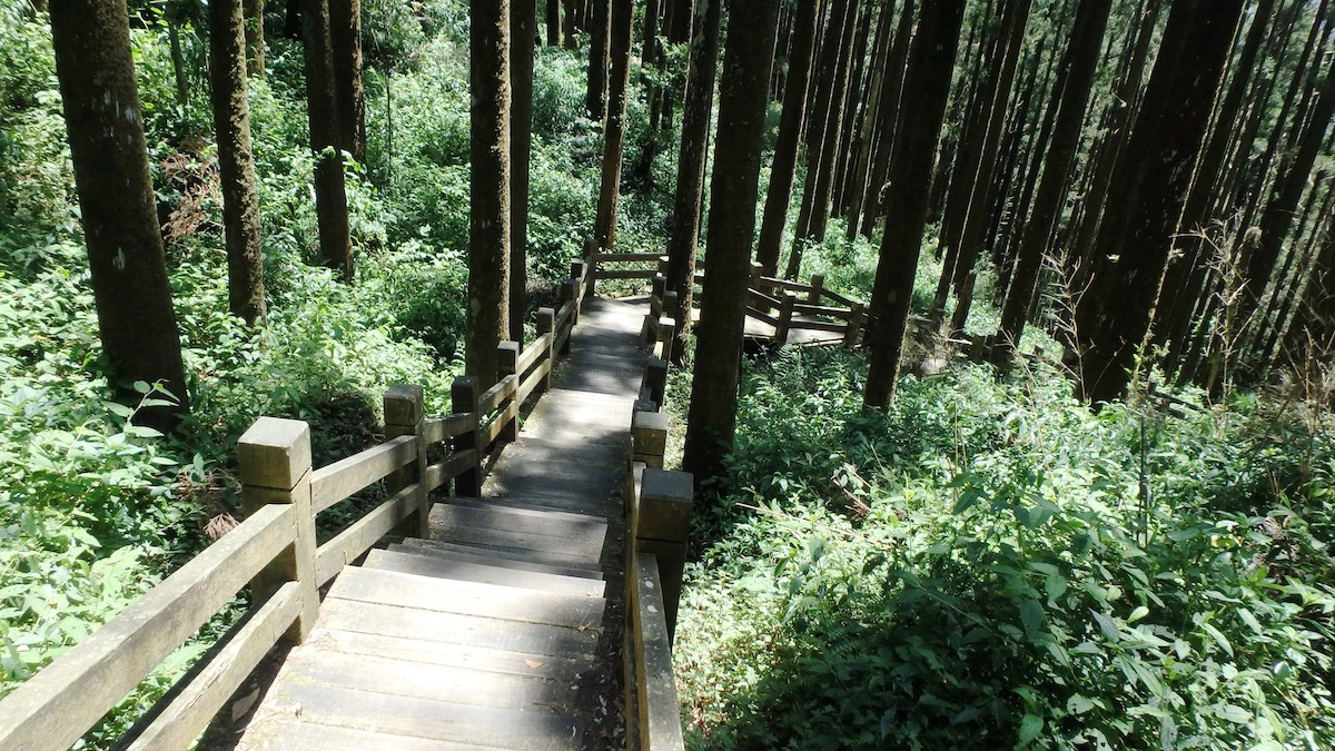 奮起湖大凍山步道一隅-森林中的木棧道