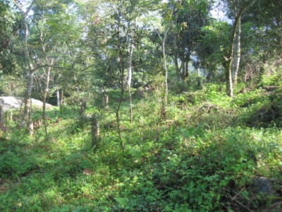 大埔第74林班造林地情形