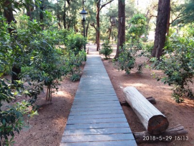 在漁光島漫步林間步道享受森林浴