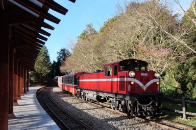 小火車在百年林業鐵路繼續行駛