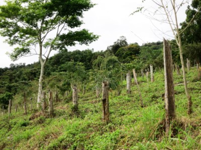 剷除檳榔復育造林大地恢復生態