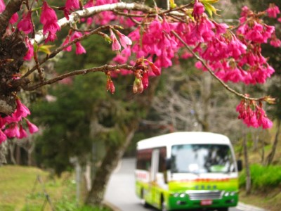 電動遊園車與山櫻花