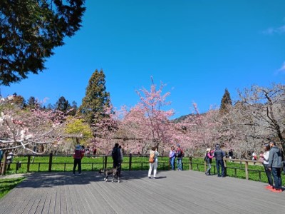 阿里山工作站前方滿滿的櫻花