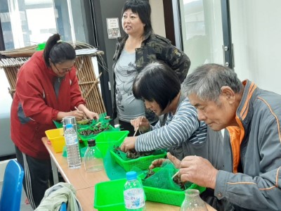 林農栽植金線連