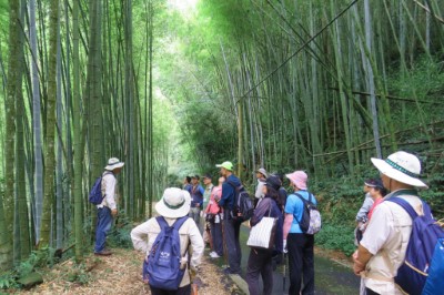 認識竹林，竹材的固碳效益