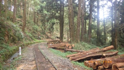 水山線疏伐後木材暫置於鐵路旁