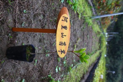 阿里山茵芋