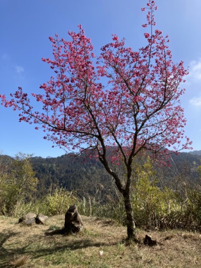 走春來嘉-阿里山公路旁山櫻花盛開