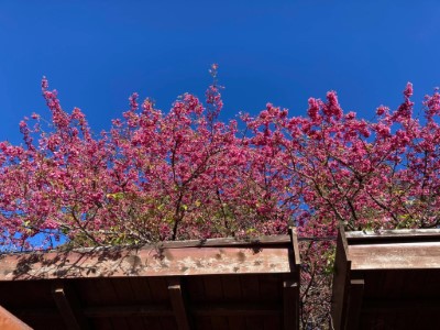 阿里山國家森林遊樂區內遊客中心旁山櫻花盛開