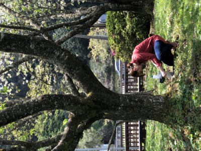 詹鳳春樹醫檢測阿里山國家森林遊樂區區內櫻花情形