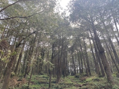 疏伐作業可增加林下光線通透度，除帶來景致上不同感受外，也增加林地生物多樣性