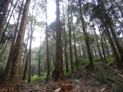 適當疏伐可增進林木生長及森林碳吸存功能