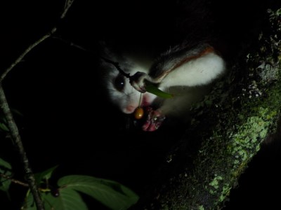 白面鼯鼠夜間覓食吃櫻花果