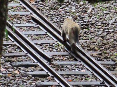 臺灣獼猴在鐵道上悠閒漫步