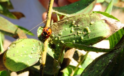 110年3月因乾旱及強日照，試驗抗鹽烏腳綠竹上出現蚜蟲與瓢蟲共生情形