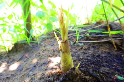 抗鹽烏腳綠竹筍近期也可以開始收成，未來有望推廣給嘉南沿海地區農民栽植