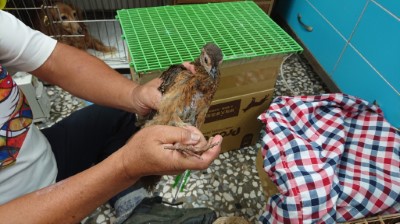 藍腹鷴幼鳥於嘉義市仁愛動物醫院接受完善的檢查及照養