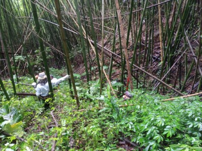 在林地測量過程中，遇毒蛇、蜜蜂、咬人貓，或是遭枯竹刺中、滑倒都是家常便飯