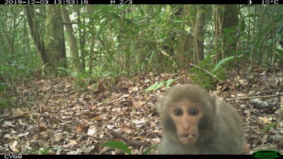 台灣獼猴對自動相機感到好奇