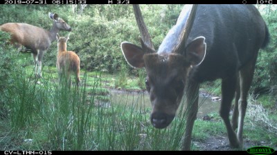 自動相機記錄到水鹿全家福