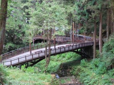 森林中的舟之橋也是阿里山不可錯過的拍照點