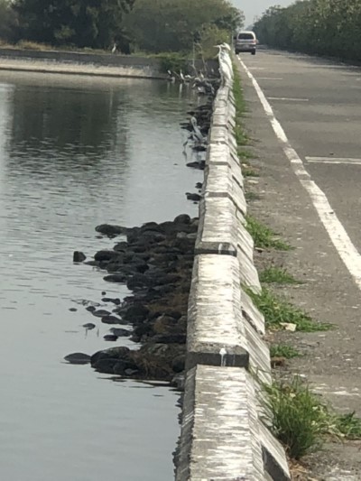 水位下降堤岸石頭露出，大白鷺停駐