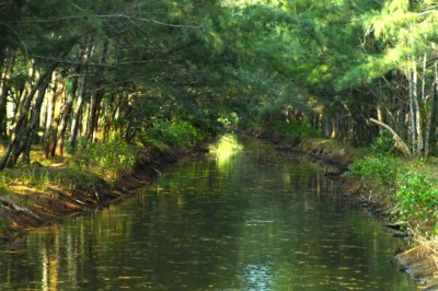 嘉義林管處因應好美保安林地勢低漥，以開溝築堤方式造林，形成條狀綠樹林帶與水域渠道交錯的特殊景象