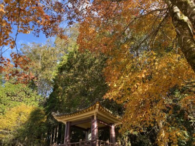 慈雲寺鐘樓周邊的青楓也是園區內不可錯過的秘境