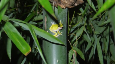 在竹林中活動的諸羅樹蛙是農友的好朋友