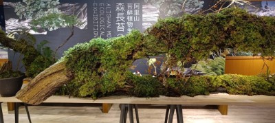 本次展覽盡量以苔蘚於野外生長的型態展現