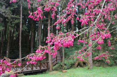 山櫻花為開花期最早也最長的櫻花