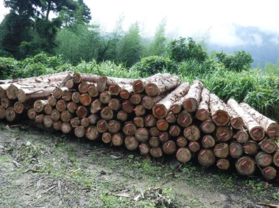 講桌材料來自嘉義林管處所提供的國有林地內60年生國產柳杉材