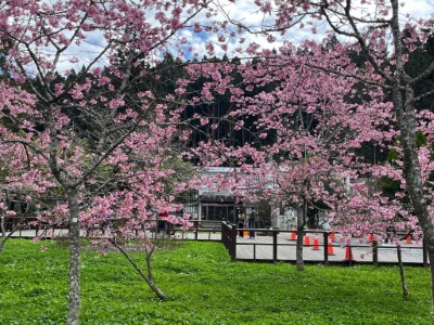 阿里山工作站前是園區內賞櫻拍照的推薦景點之一