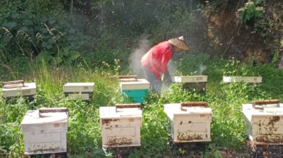 嘉義縣阿里山原住民農林業生產合作社的林農於林下用心牧蜂，生產出友善環境的森林蜜及森林花粉等蜂產品