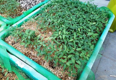 嘉義林管處透過小規模育苗試驗，成功將山胡椒種子發芽率提升至8成左右